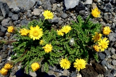 mountbailey (8)